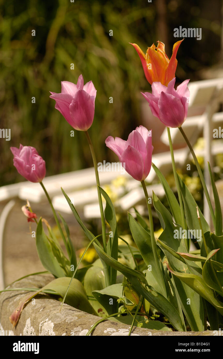 Tulip Tulipa cultivées sp en jardin anglais Banque D'Images