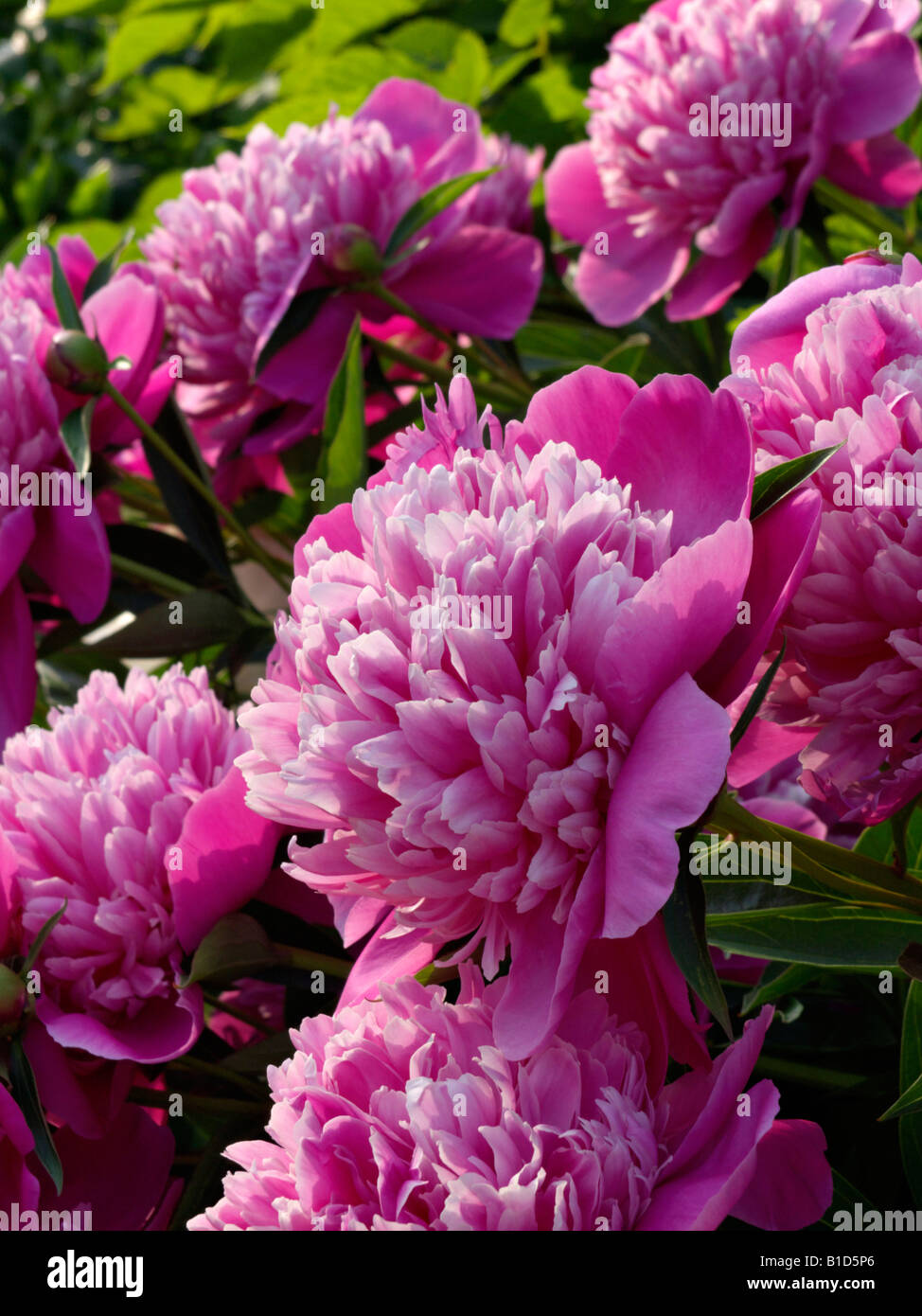 La pivoine de Chine (paeonia lactiflora 'madame furtado' Photo Stock - Alamy