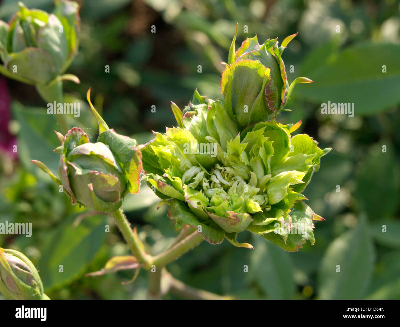 Rose Vert (rosa chinensis 'viridiflora') Banque D'Images