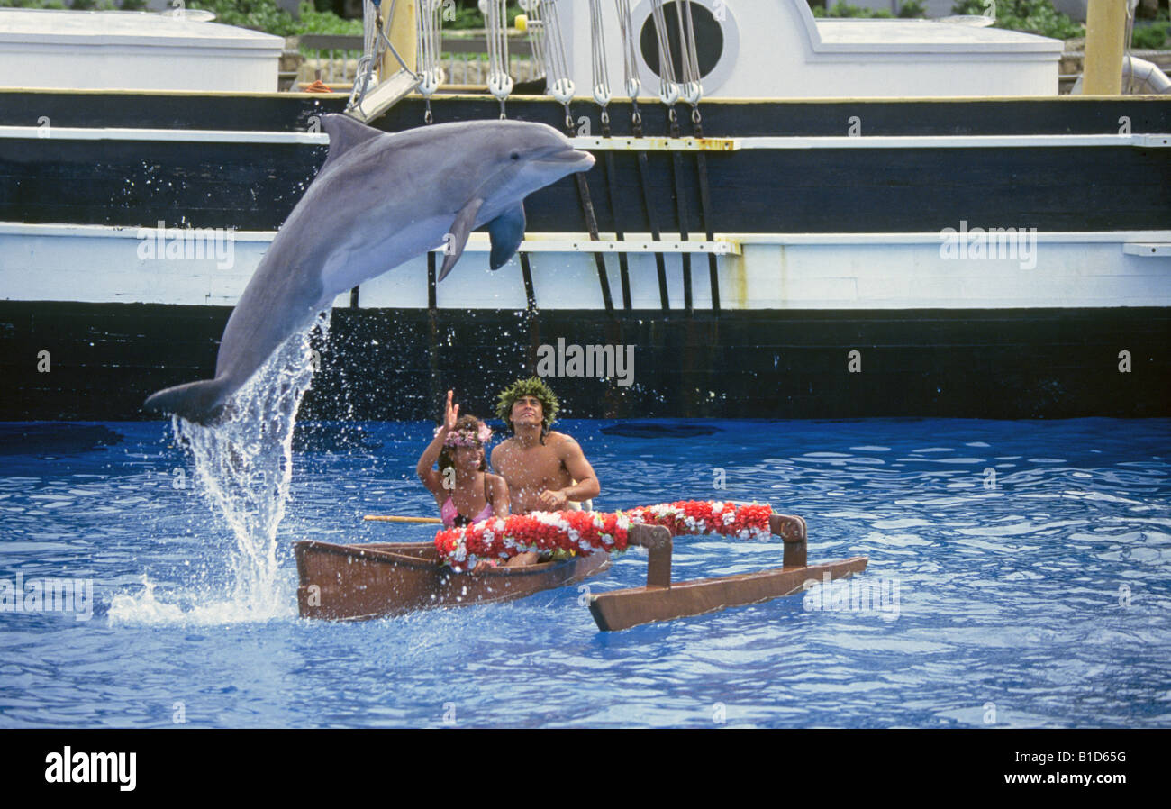 Un marsouin du Pacifique ou Dolphin se comporte dans un spectacle aquatique à un parc à thème sur Oahu Hawaii Banque D'Images