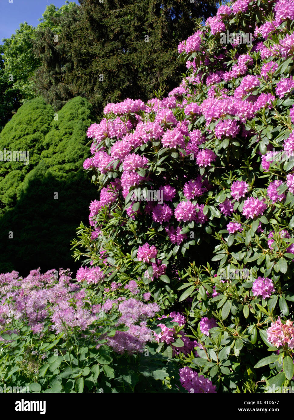 Rhododendron (rhododendron catawbiense catawba 'grandiflorum') Banque D'Images