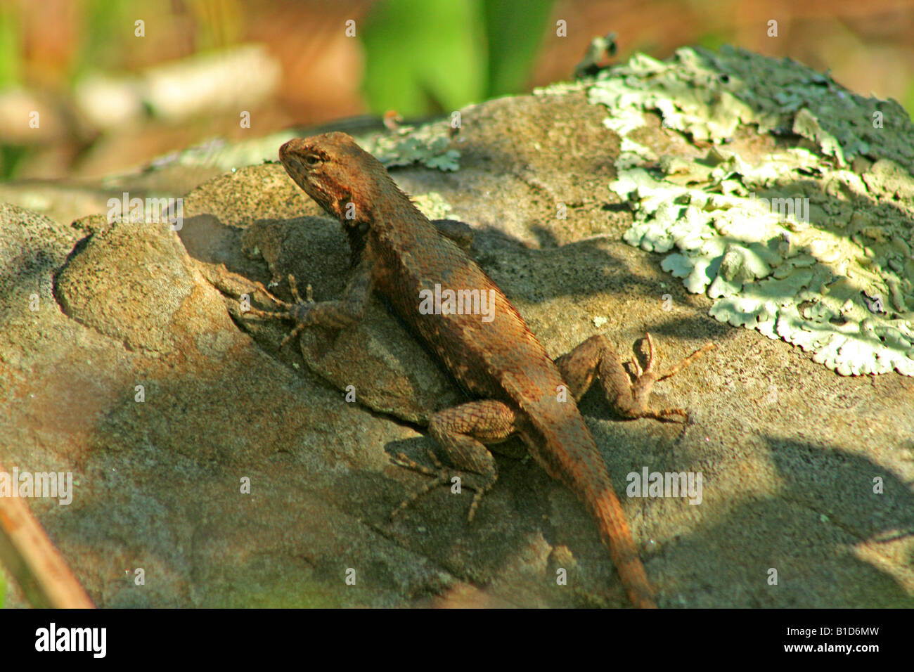 Un Eastern Fence Lizard soleil lui-même sur un rocher dans l'Arkansas. Banque D'Images