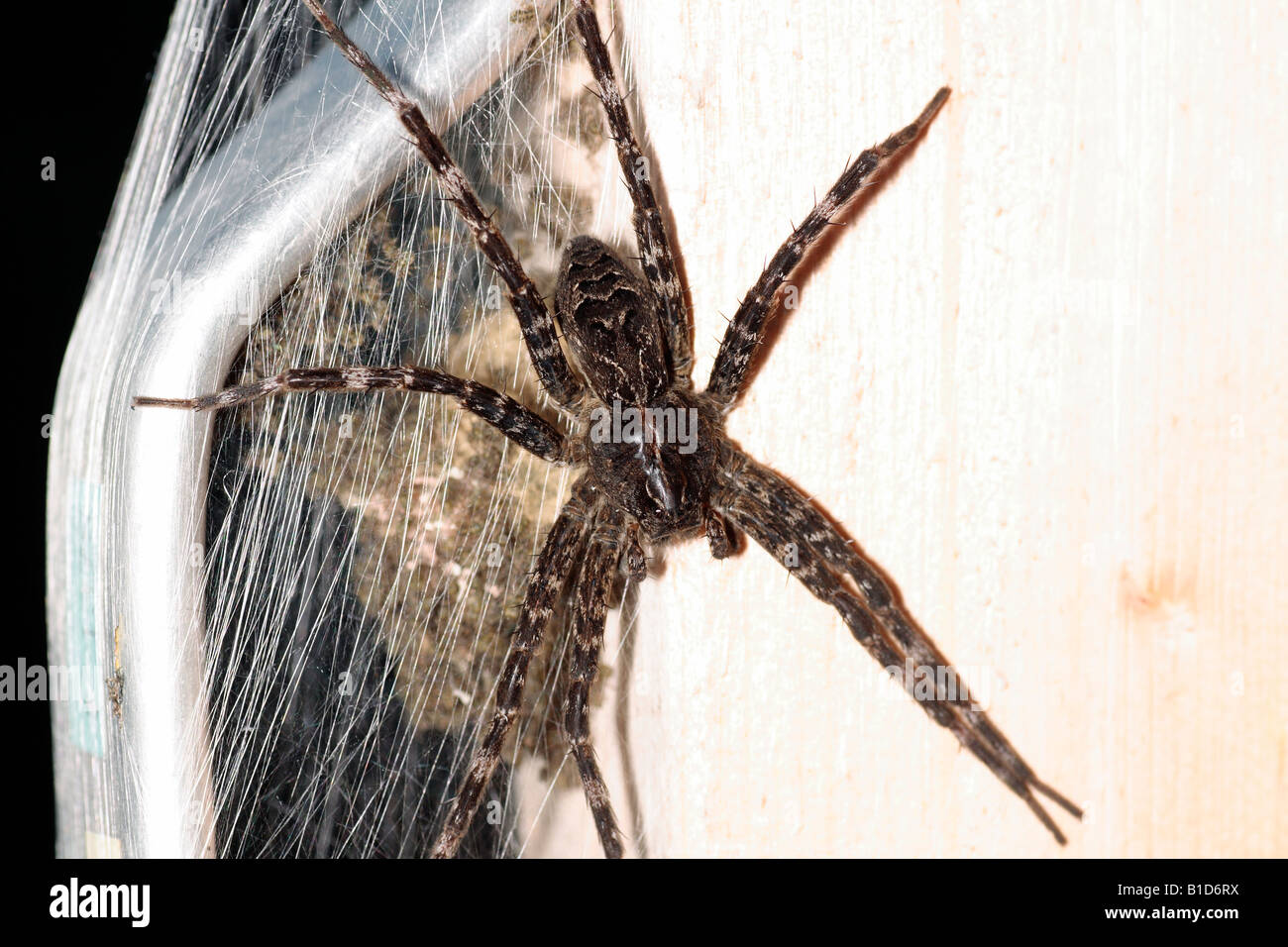 Spider de pêche avec les jeunes dans le nid Banque D'Images