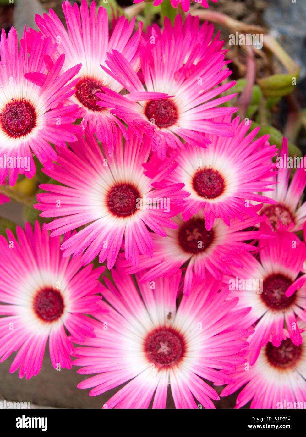 South African daisies mesembryanthemum dans de superbes couleurs et de la lumière Banque D'Images