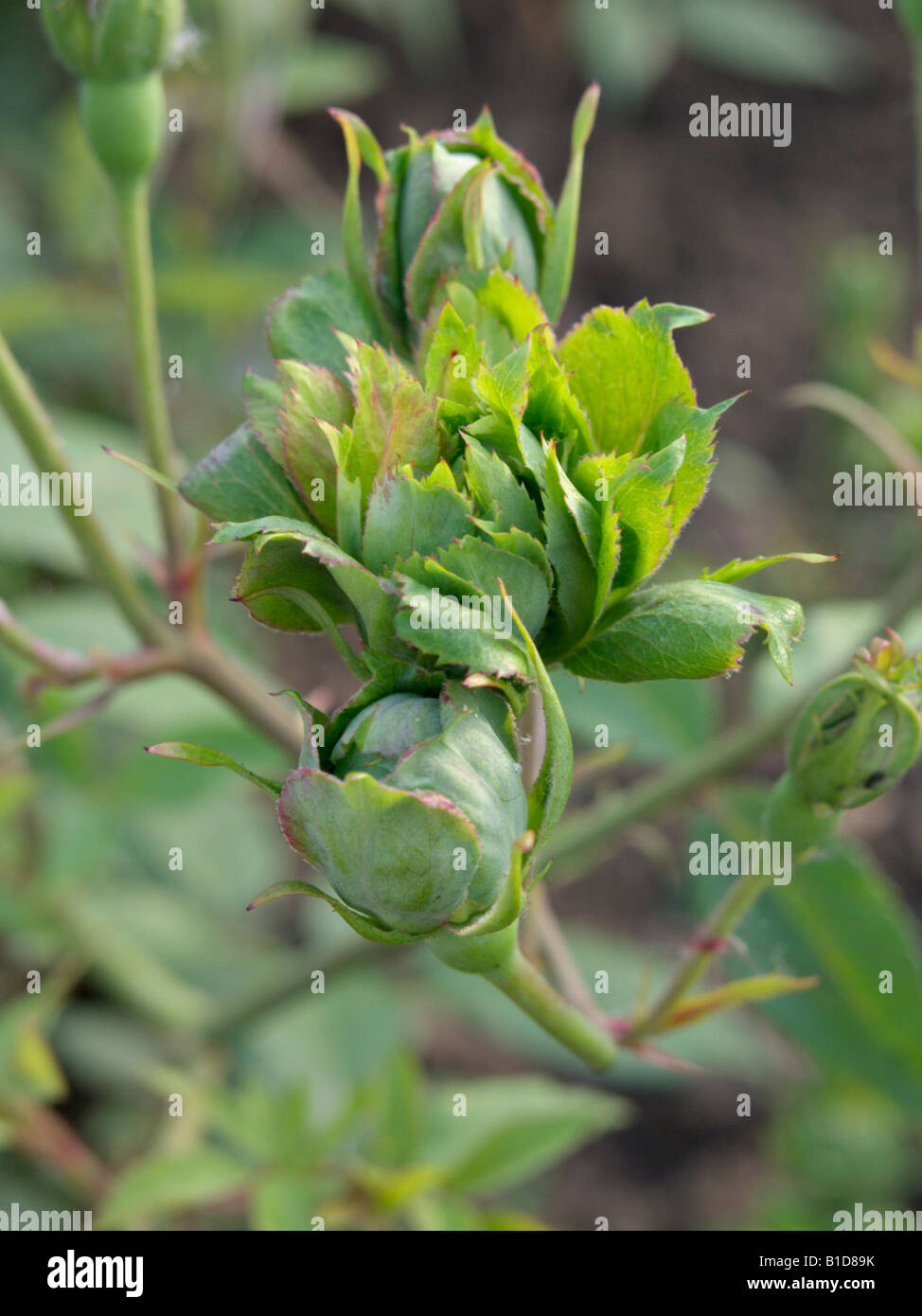 Rose Vert (Rosa chinensis 'Viridiflora') Banque D'Images