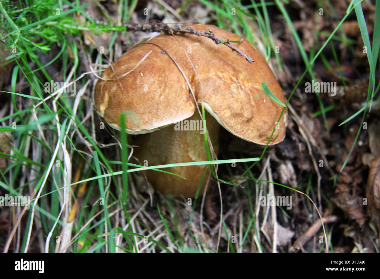 Fungo Porcino nel bosco, dans le bois aux champignons porcini Banque D'Images