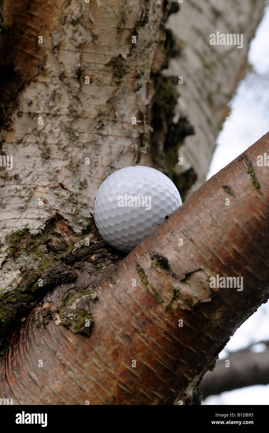 Balle de Golf coincé dans un arbre Banque D'Images