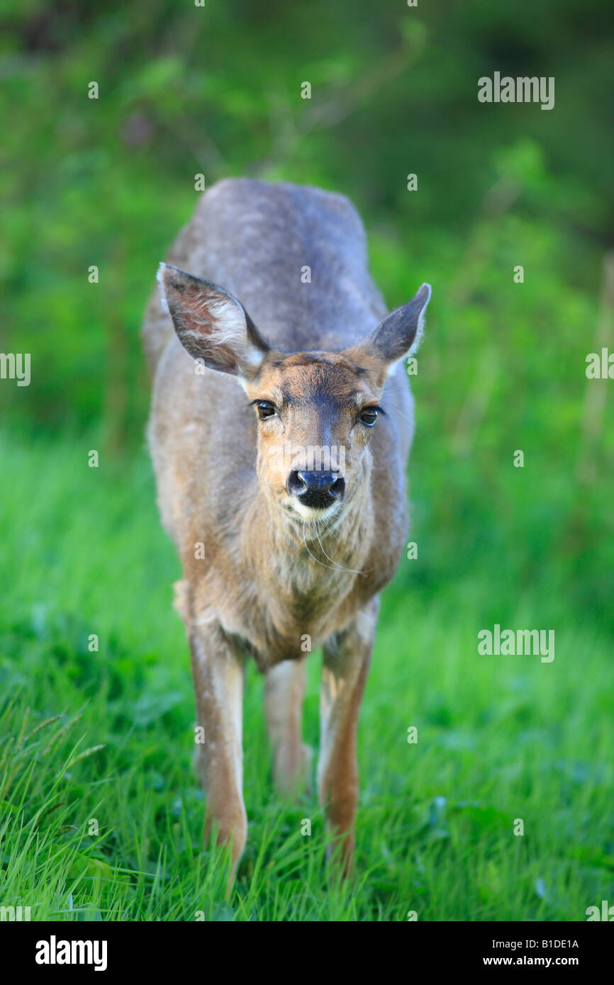Blacktail Deer doe côtières Prince Rupert (Colombie-Britannique) Banque D'Images