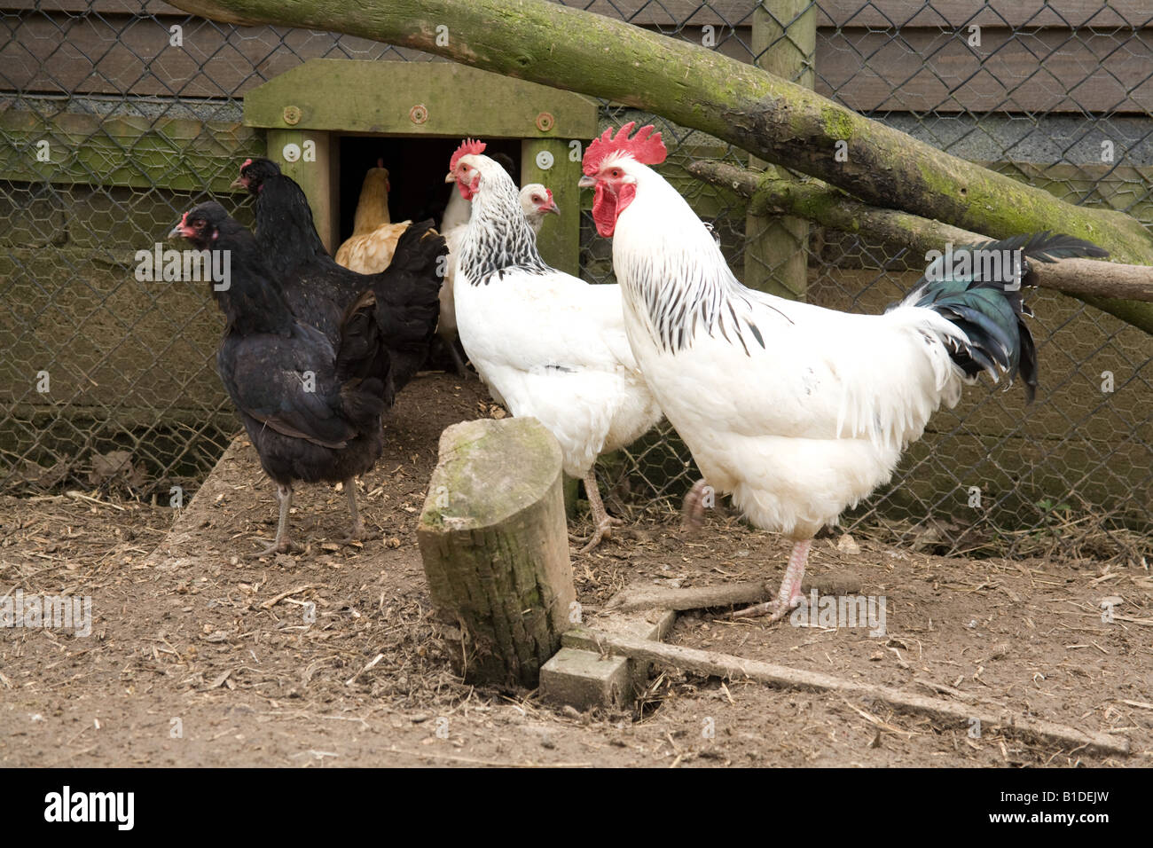 Des poulets dans un coup d'Hampshire Angleterre Banque D'Images