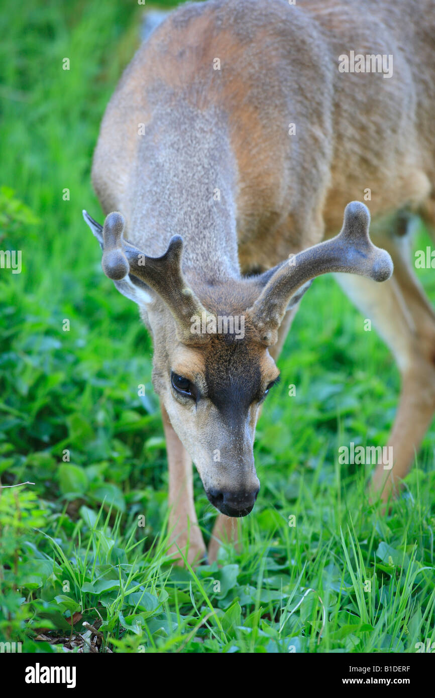 Blacktail deer buck côtières Prince Rupert (Colombie-Britannique) Banque D'Images