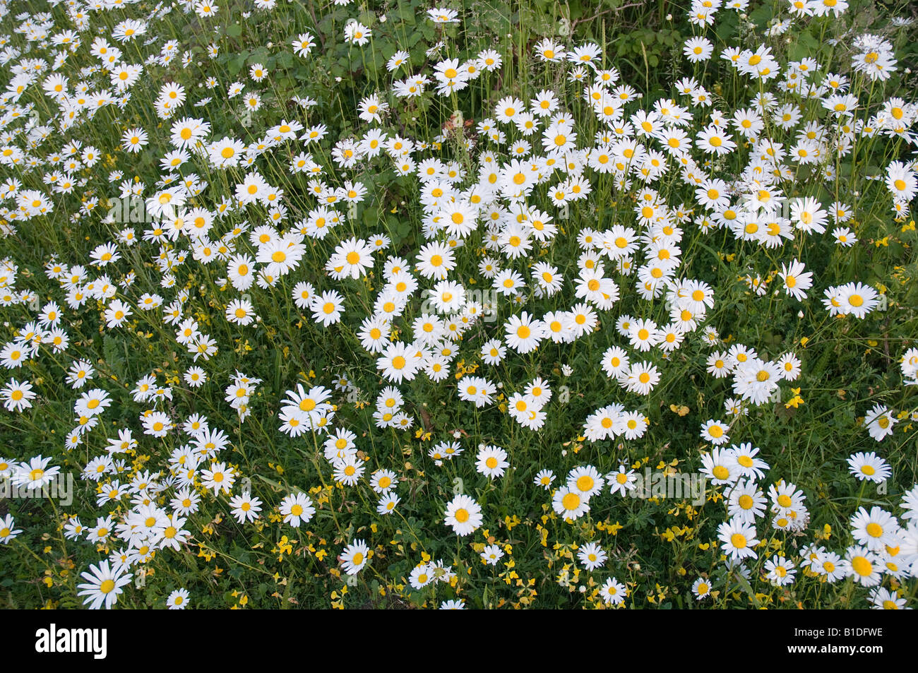 Un groupe de marguerites oeil de boeuf avec la vesce rénale sous croissante Banque D'Images