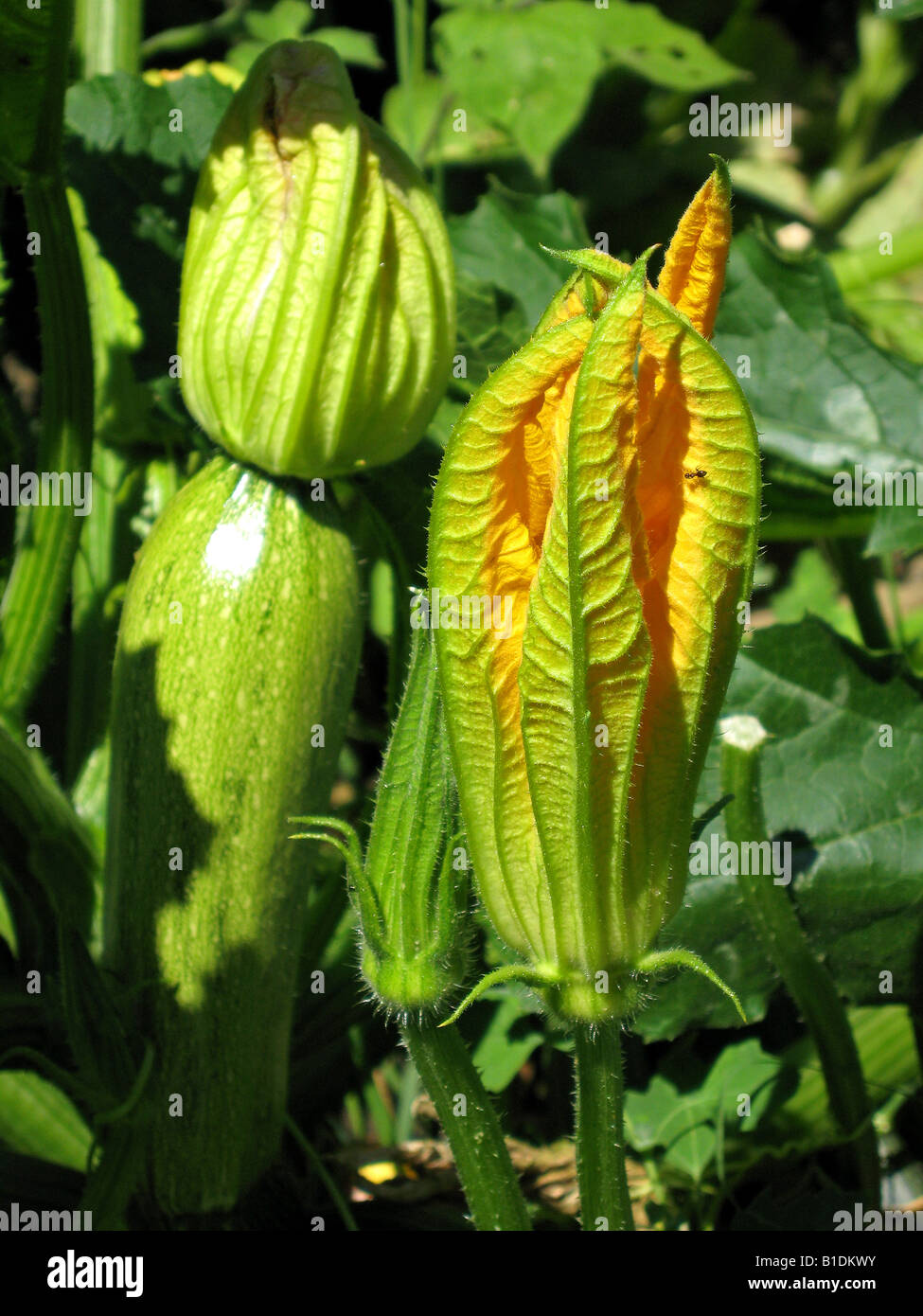 Une fleur de courgette. Près de Kryo Nero le long du ruisseau dans la vallée de l'Imvrasos sur l'île de Samos en Grèce. Banque D'Images