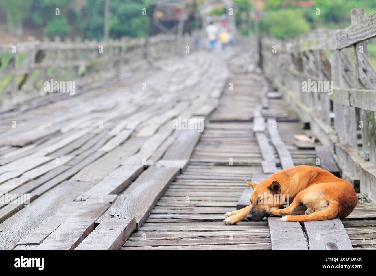 Au cours de détente chien un jour de pluie sur le plus long pont en bois de Thaïlande Banque D'Images