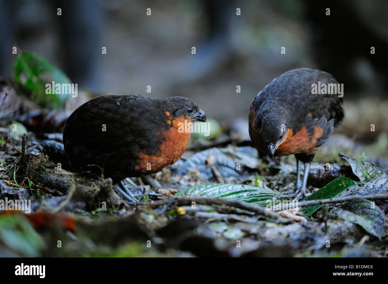 En bois foncé de secours-quail Odontophorus melanonotus Mindo adultes Andes Equateur Amérique du Sud Janvier 2008 Banque D'Images