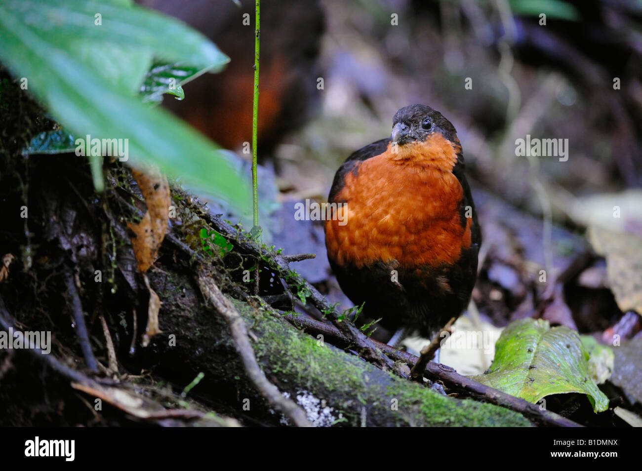 En bois foncé de secours-quail Odontophorus melanonotus Mindo adultes Andes Equateur Amérique du Sud Janvier 2008 Banque D'Images