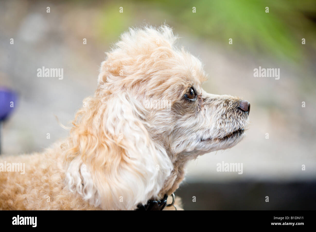 Caniche miniature Banque D'Images
