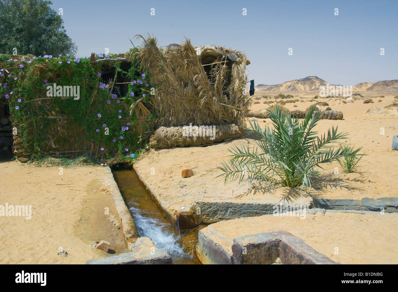 Un canal d'irrigation à l'ouest de l'Egypte dans l'Oasis Farafra Banque D'Images