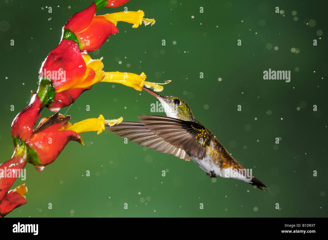 Emerald andine Amazilia Hummingbird franciae alimentation adultes de fleur pendant chute de pluie Mindo Equateur Andes en Amérique du Sud Banque D'Images