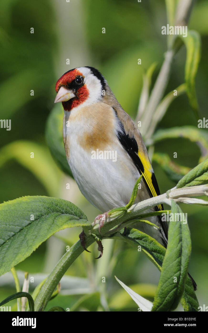C'est le Chardonneret jaune Carduelis carduelis un résident du Royaume-Uni d'oiseaux jardin coloré Banque D'Images