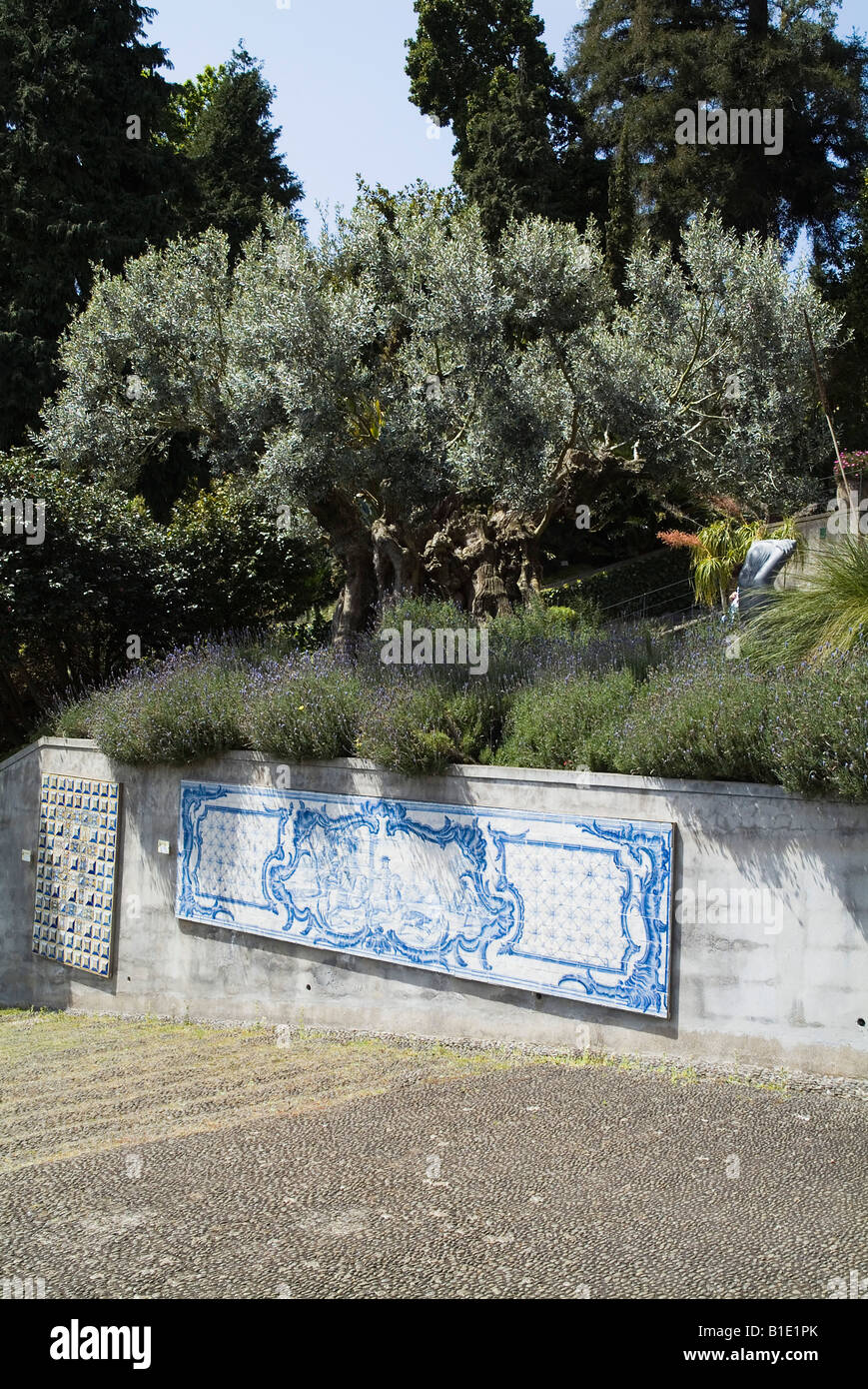 Dh Monte Palace Tropical Garden MONTE MADEIRA Mille ans Olivier et carrelage mural bleu Banque D'Images