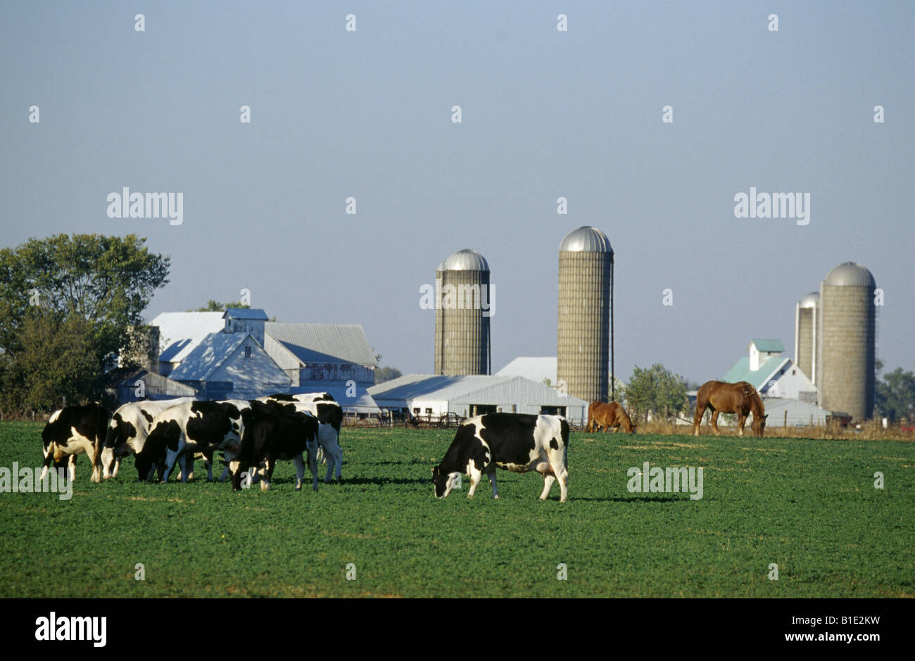 Les vaches Holstein et chevaux qui broutent dans les champs AVEC DES BÂTIMENTS DE FERME EN ARRIÈRE-PLAN / ILLINOIS Banque D'Images