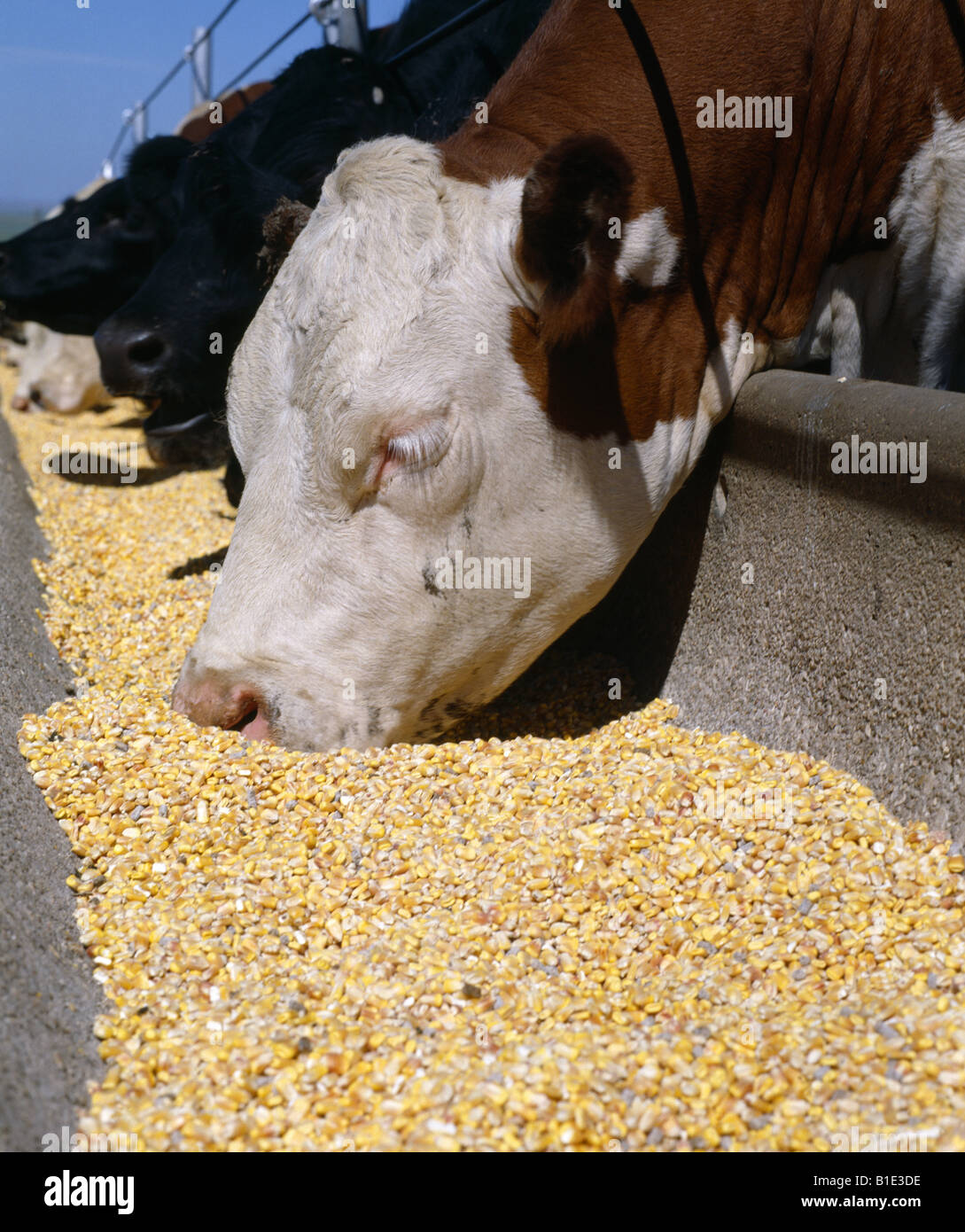 1000 lb-MANGER ENSEMBLE Ration maïs égrené au Texas Banque D'Images