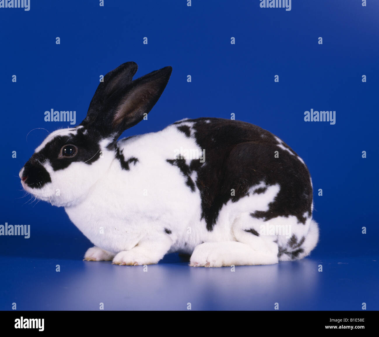 Lapin Rex (cassé) Banque D'Images