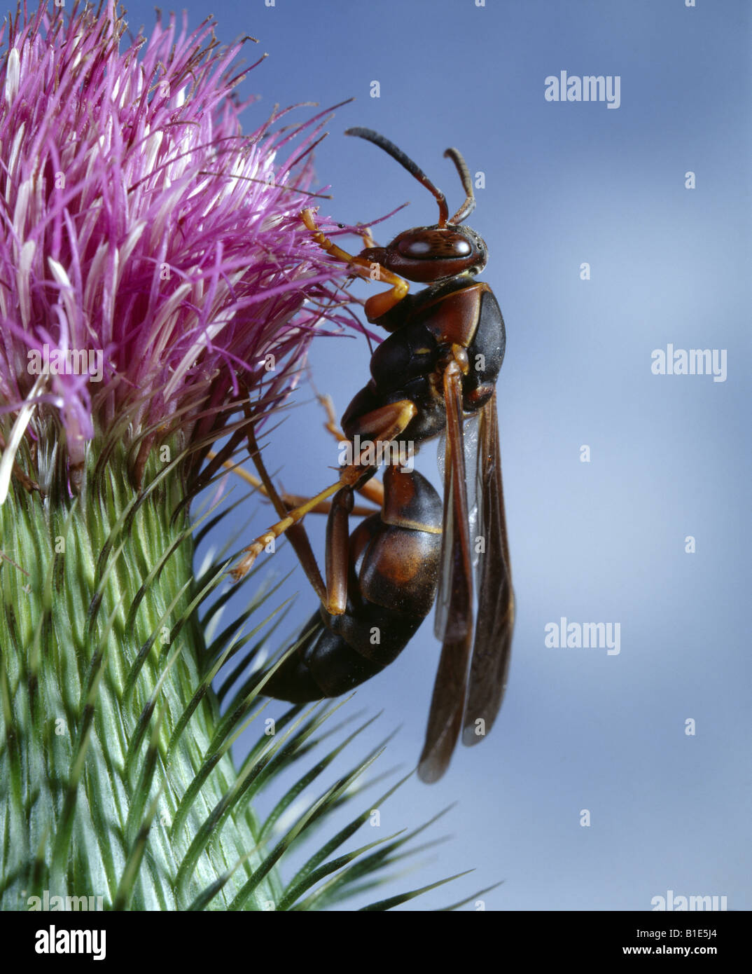 Guêpe POLISTES SP PAPIER SUR THISTLE ADULTES AUTOUR DES MAISONS DE LA LUTTE ANTIPARASITAIRE Banque D'Images