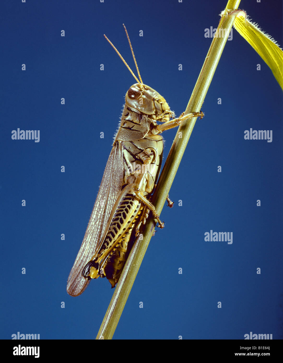 Sauterelle MELANOPLUS DIFFERENTIALIS DIFFÉRENTIELLE DES PROFILS SUR LA TIGE DU BLÉ ET MAÏS DESTRUCTEURS POUR LES AUTRES GRAMINÉES STUDIO Banque D'Images