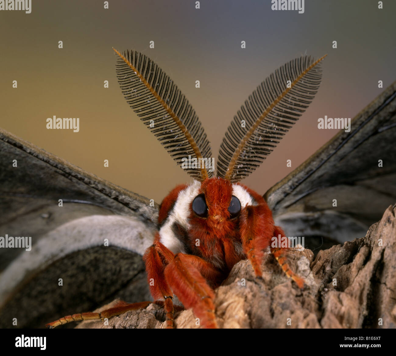 Robin moth Banque de photographies et d’images à haute résolution - Alamy