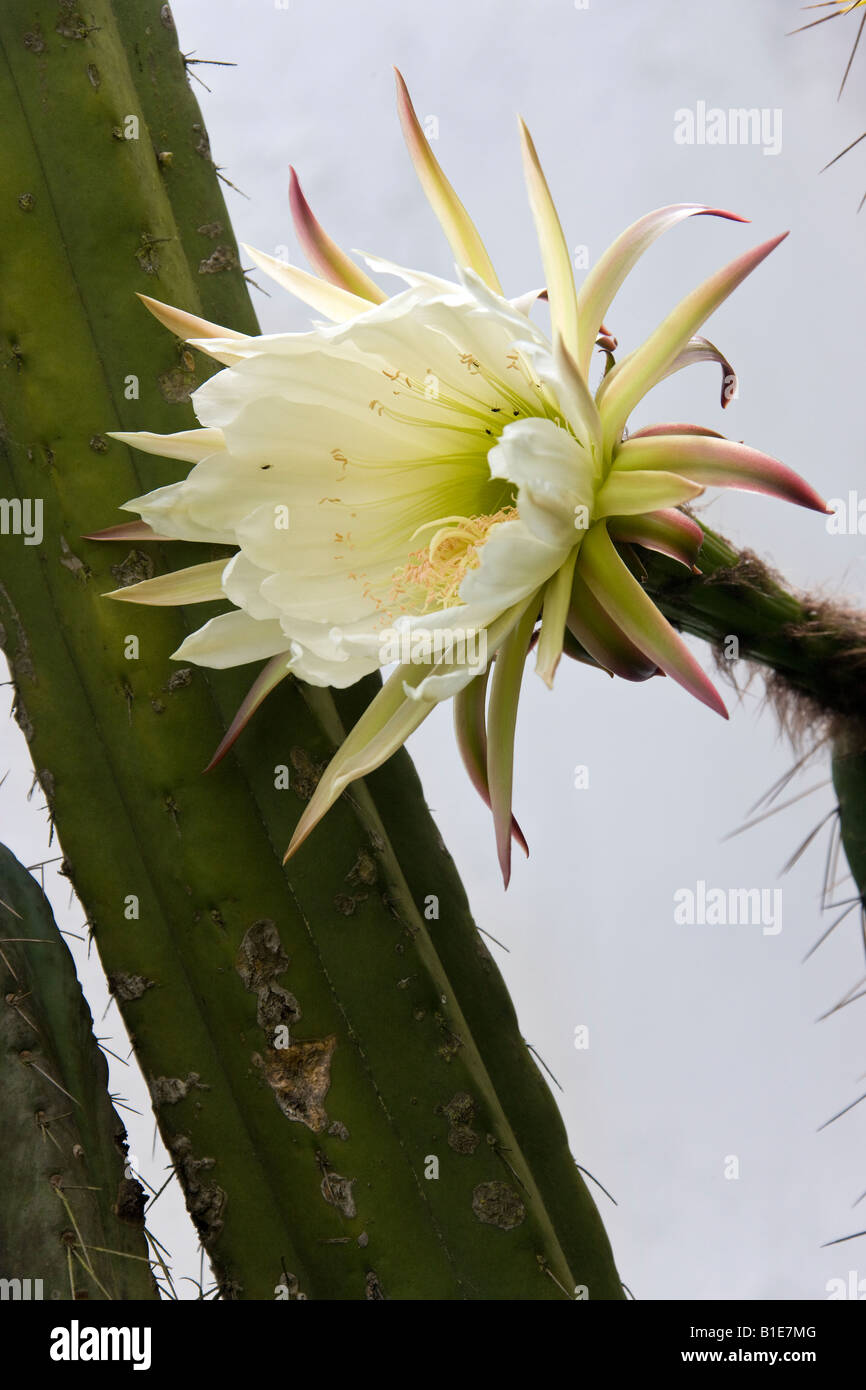 Cactus fleur - photographié en Equateur Banque D'Images