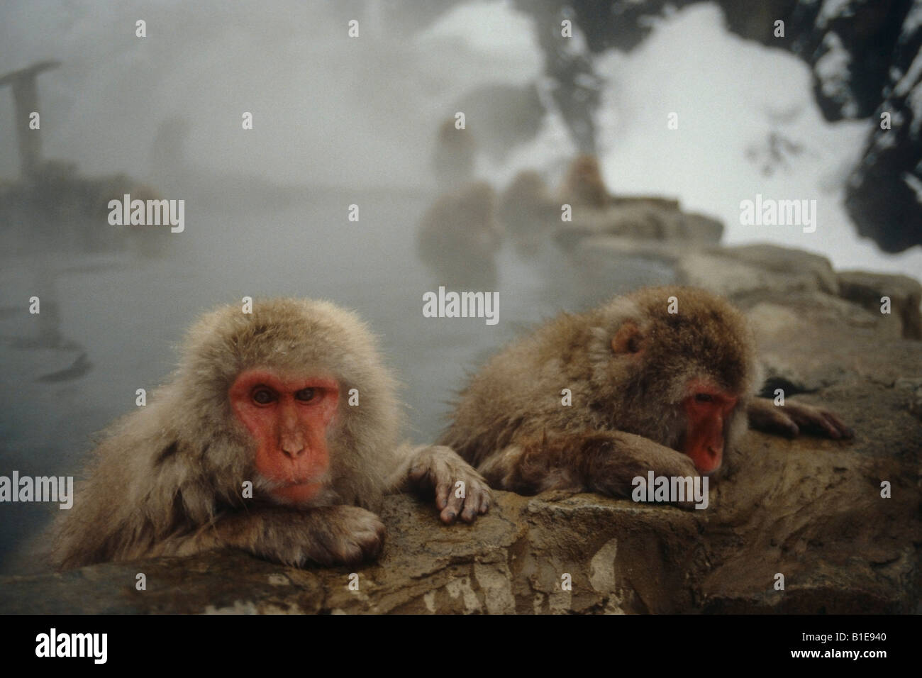 Les Singes de la neige dans les sources chaudes de Honshu au Japon Banque D'Images