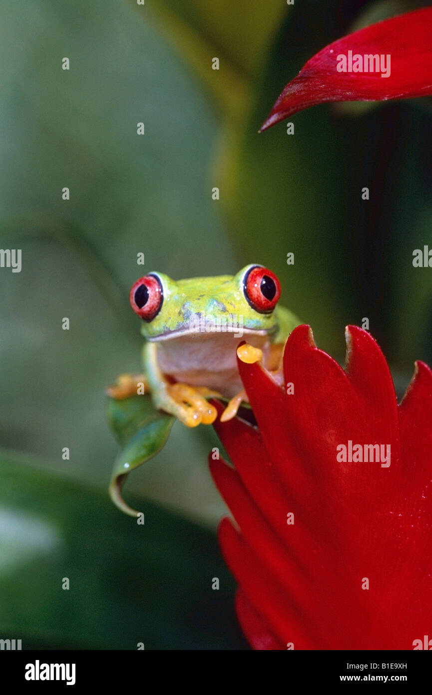Red-eyed Tree Frog accroché à leaf dans rainforest Costa Rica l'été Banque D'Images
