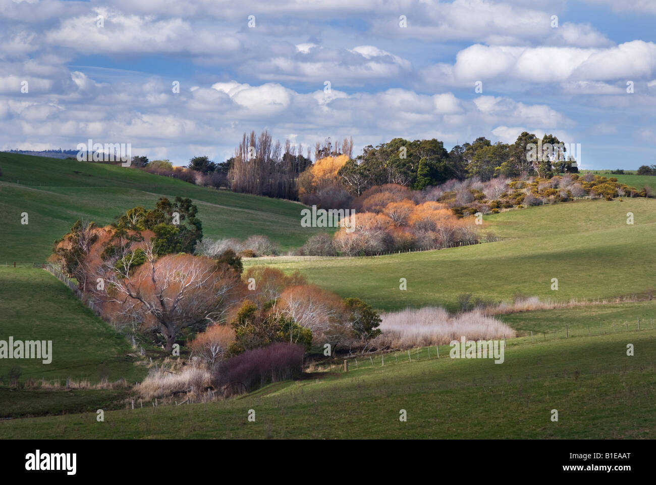 Les arbres d'automne le long d'un ruisseau entre parcelles près de Evandale en Tasmanie, Australie Banque D'Images