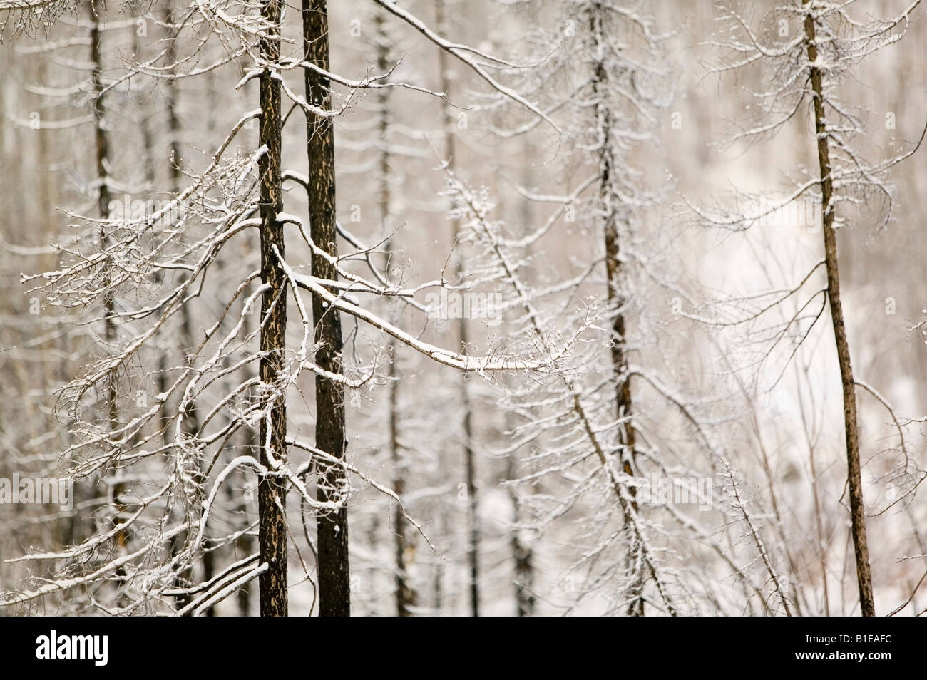 Forêts brûlées couvertes de neige au début de l'Alaska Banque D'Images