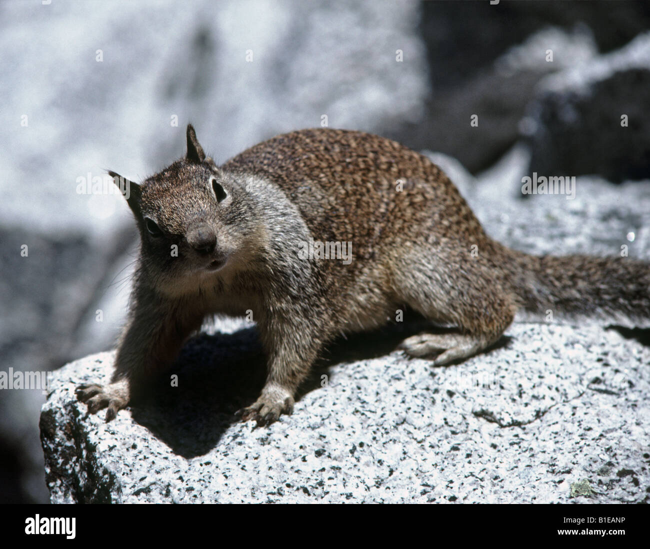 Spermophile de Californie Citellus beecheyi in Yosemite National Park California USA Banque D'Images