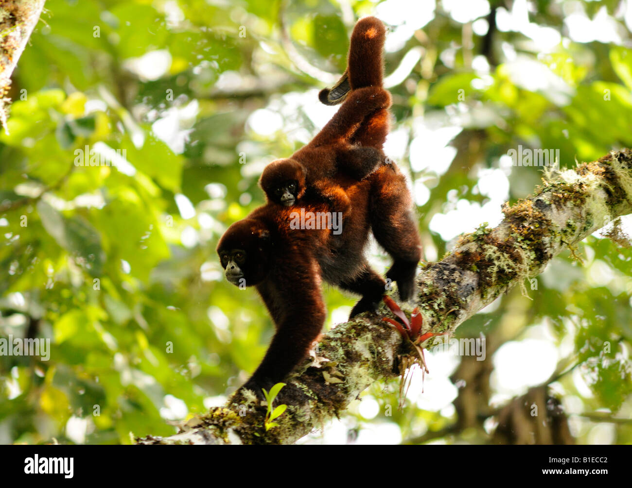 Singe Queue Singe laineux à queue jaune, Oreonax flavicauda, Alto Mayo, Amazonas ...