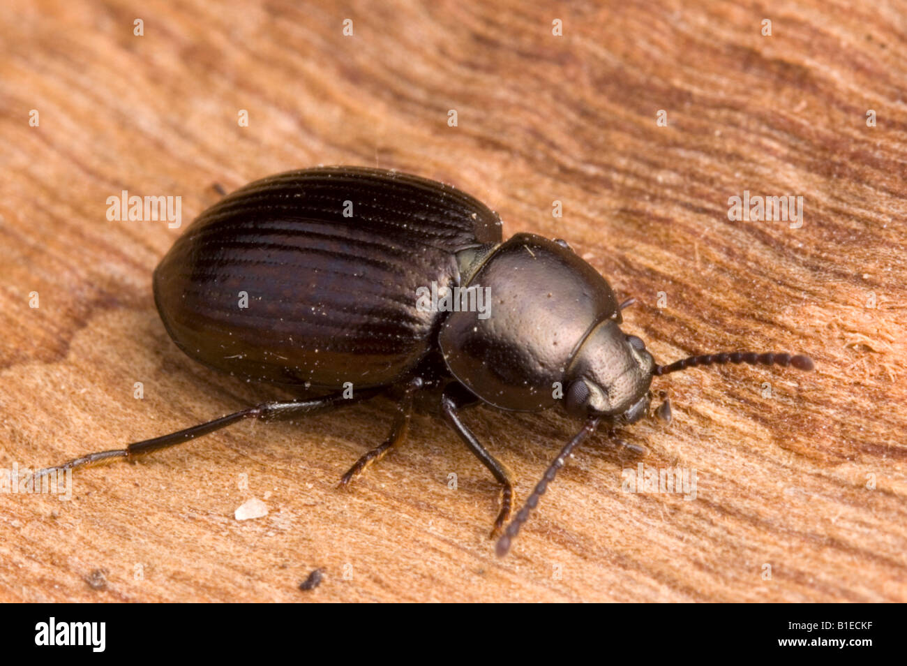 Australian Darkling beetle, parfois knwon comme les coléoptères du bois Banque D'Images