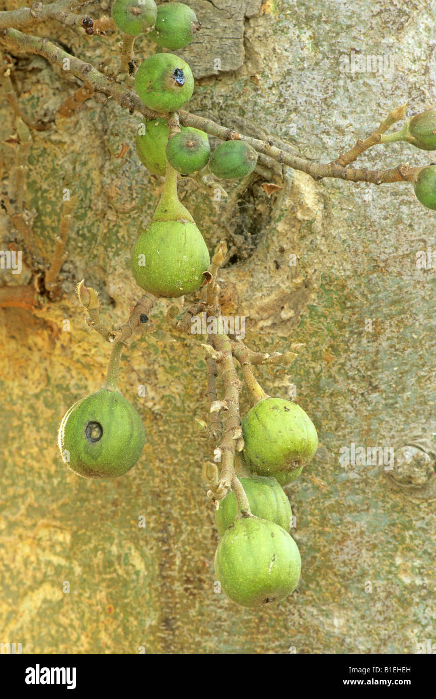 Figuier sycomore, Mulberry Fig, Pharoah Fig Ficus sycomorus (fruits), Banque D'Images