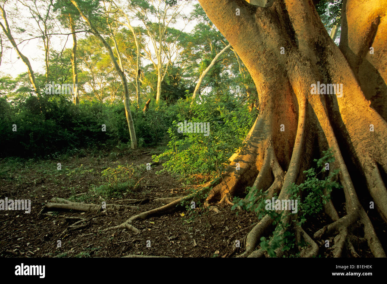 Figuier sycomore, Mulberry Fig, Pharoah Fig Ficus sycomorus (forêt), Banque D'Images