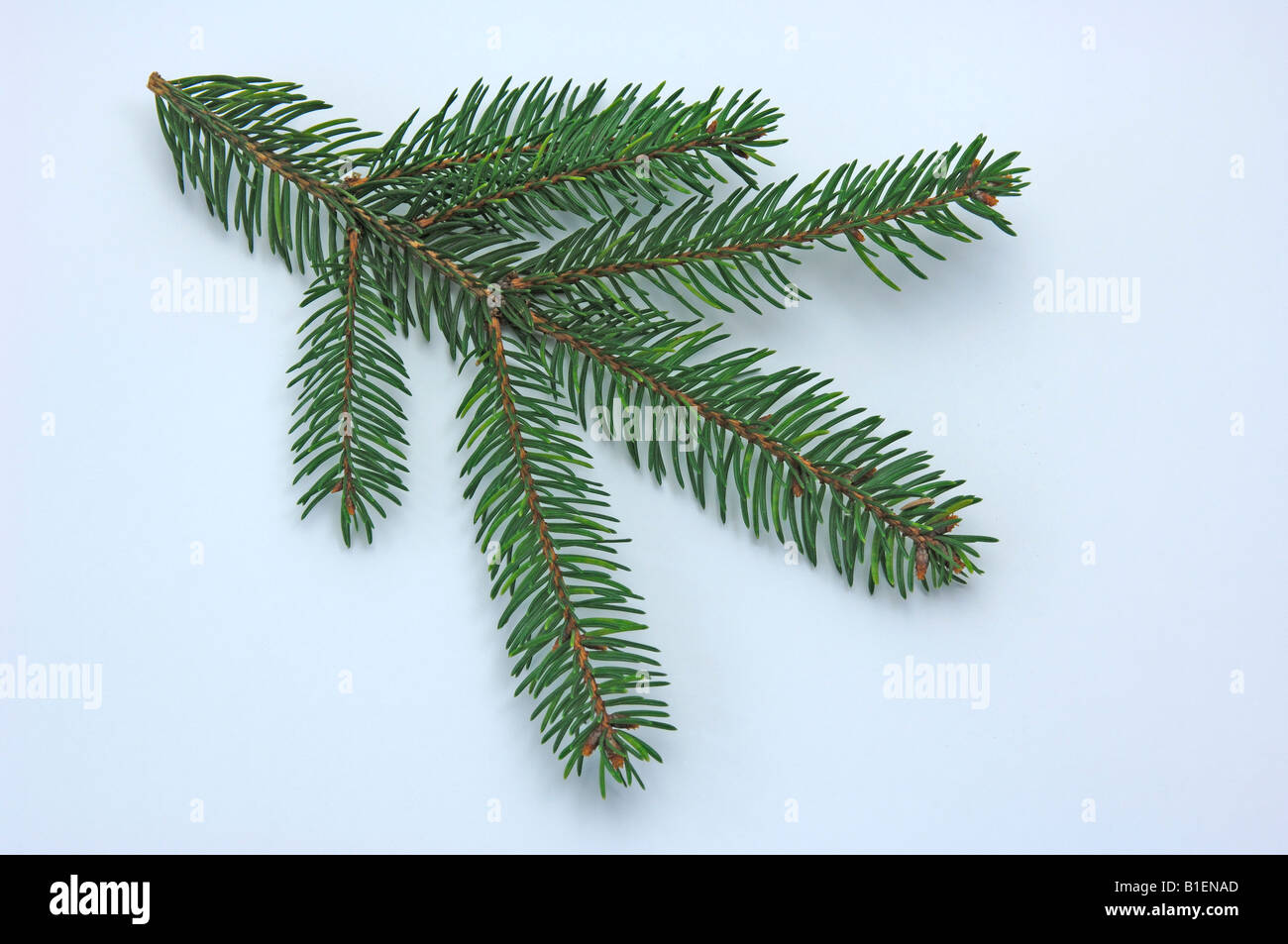 Epicéa commun, l'épinette de Norvège (Picea abies), des rameaux, studio photo Banque D'Images
