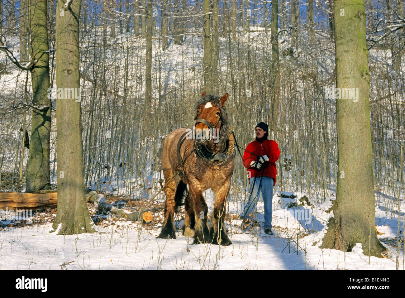 Cheval domestique (Equus caballus) travaillant en forêt en hiver Banque D'Images