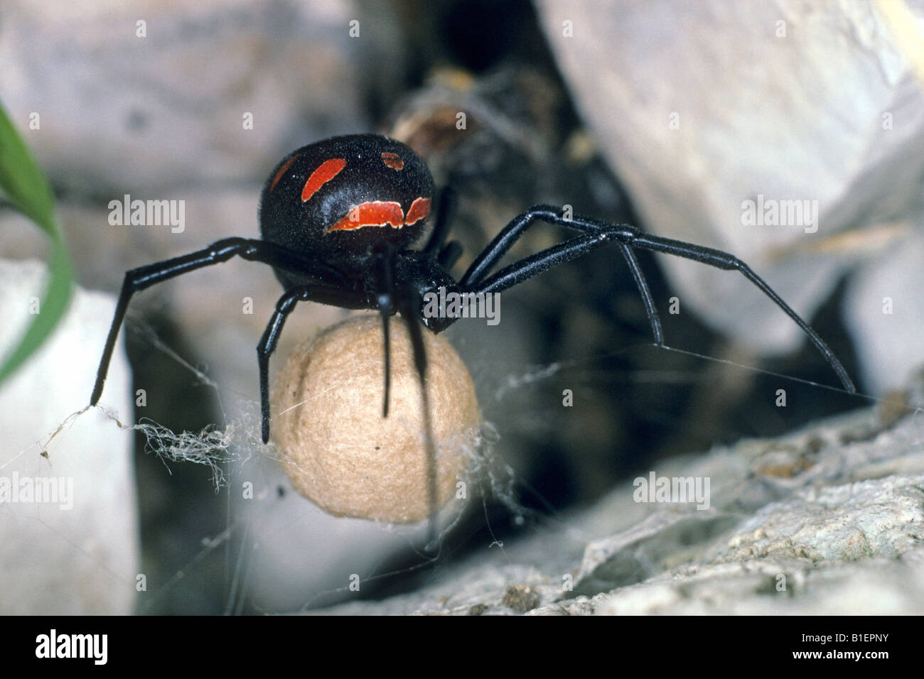L'Araignée Veuve noire (Latrodectus tredecimguttatus), Femme avec cocoon Banque D'Images