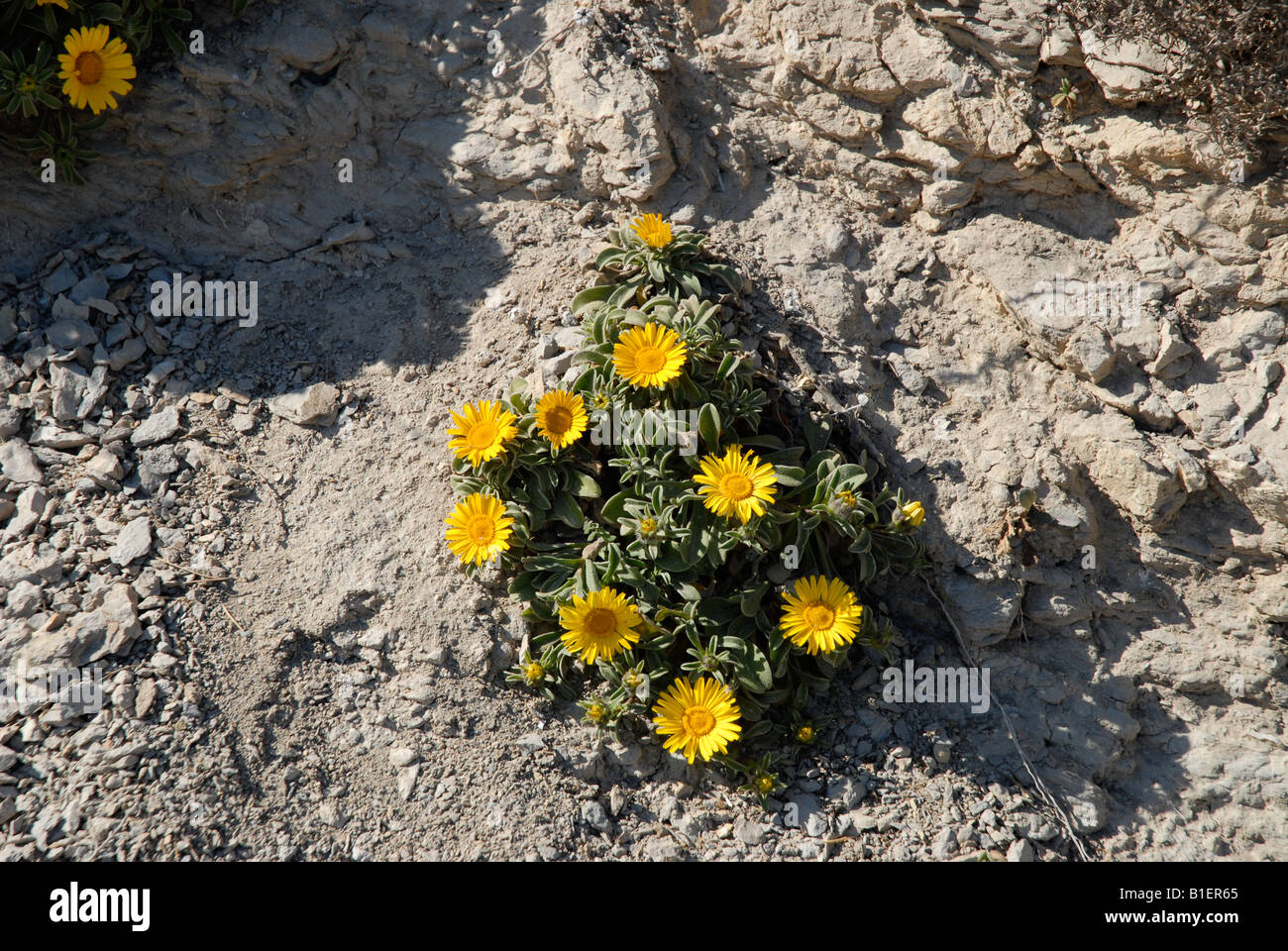 La mer Jaune dans une falaise rocheuse de l'Aster, La Barraca, Portichol, Javea / Xabia, Province d'Alicante, Communauté Valencienne, Espagne Banque D'Images