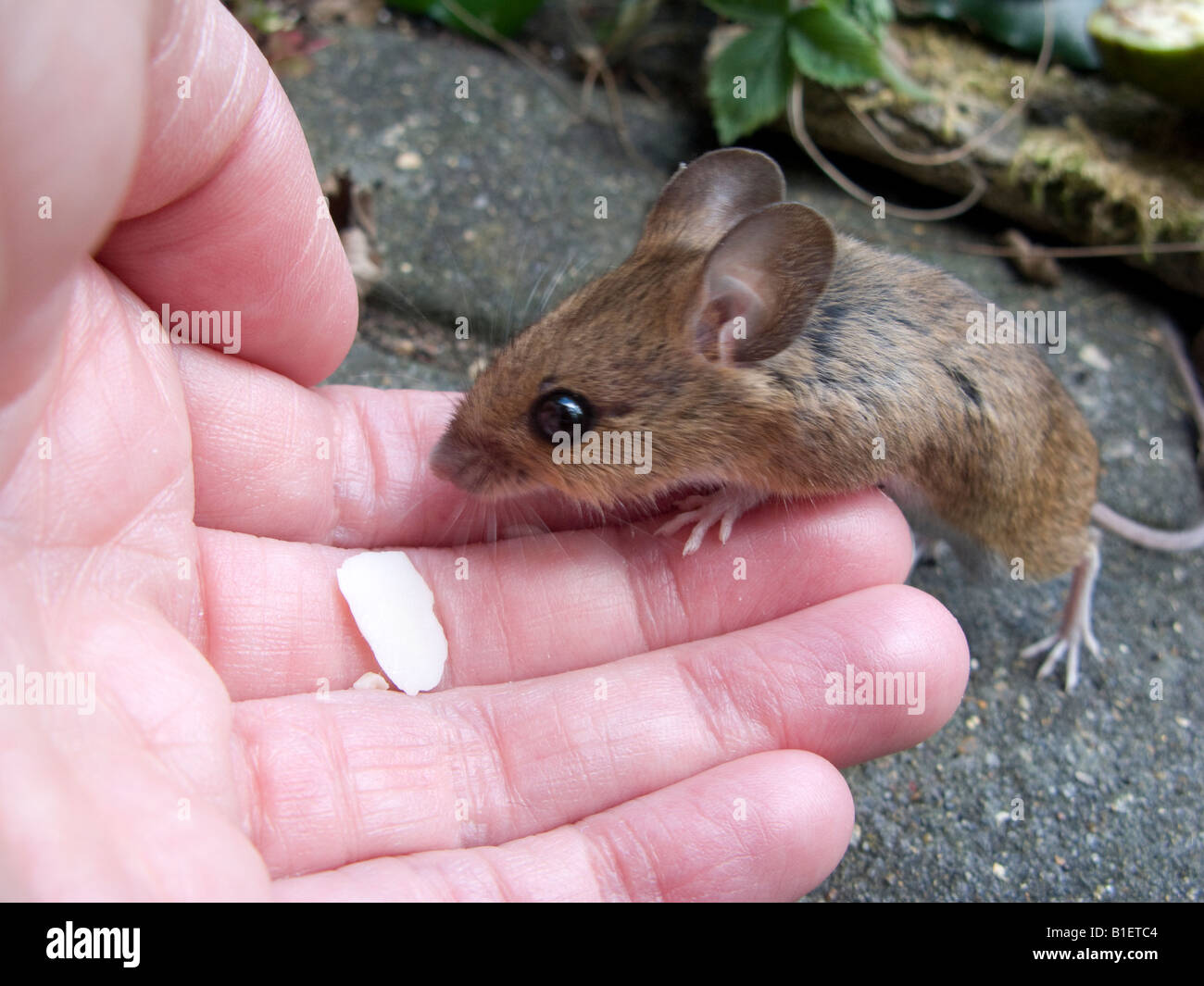 Longue queue de souris sauvages sur le terrain ou l'alimentation de la souris en bois de la main. Banque D'Images