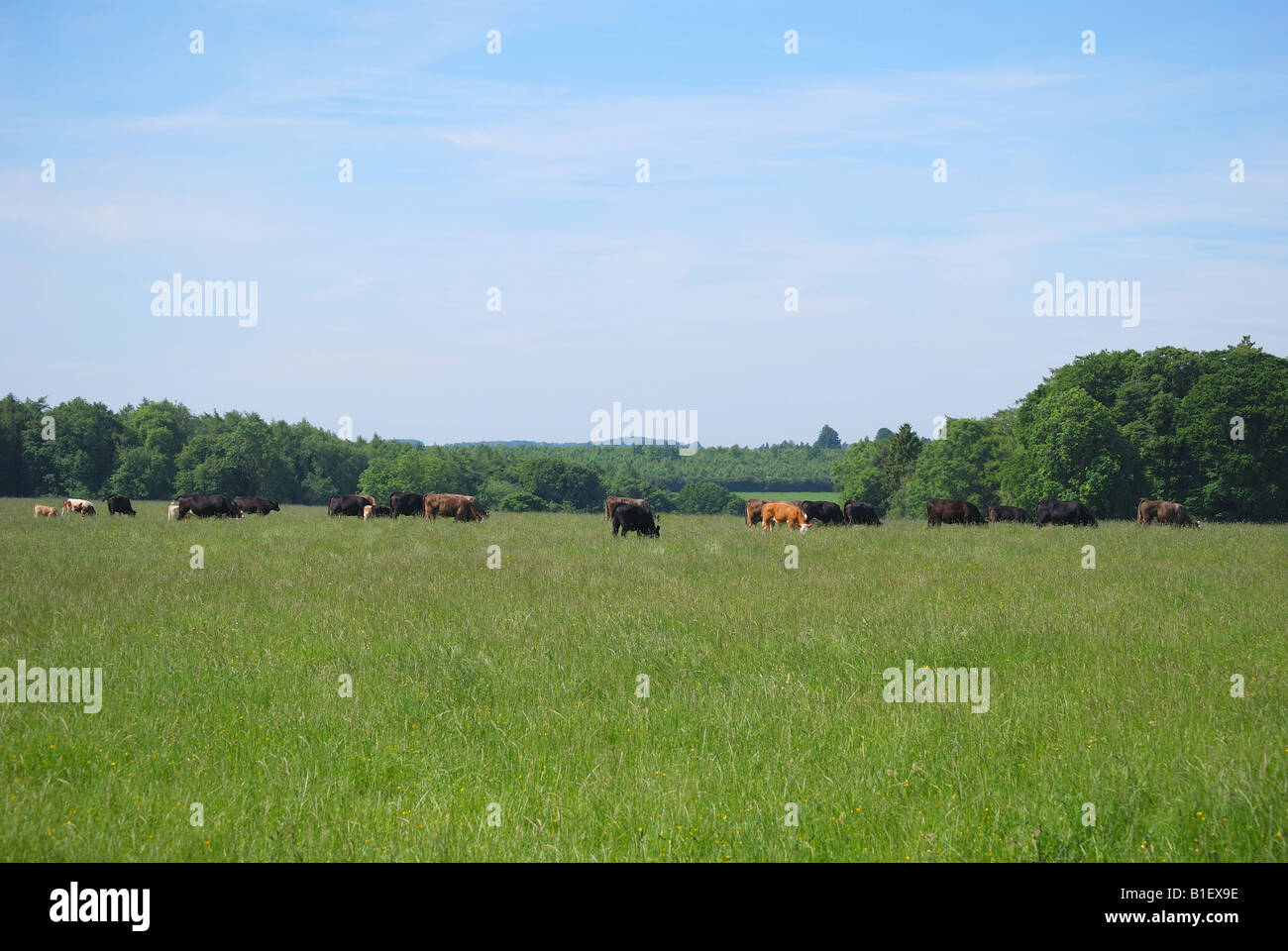 Cattle in field, Chipping Campden, Cotswolds, Gloucestershire, Angleterre, Royaume-Uni Banque D'Images