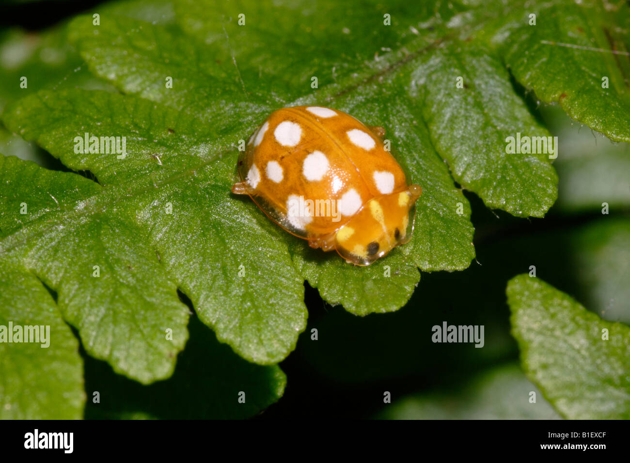 Coccinelle Orange Halyzia 16 guttata Coccinellidae coincé en mode défensif UK Banque D'Images