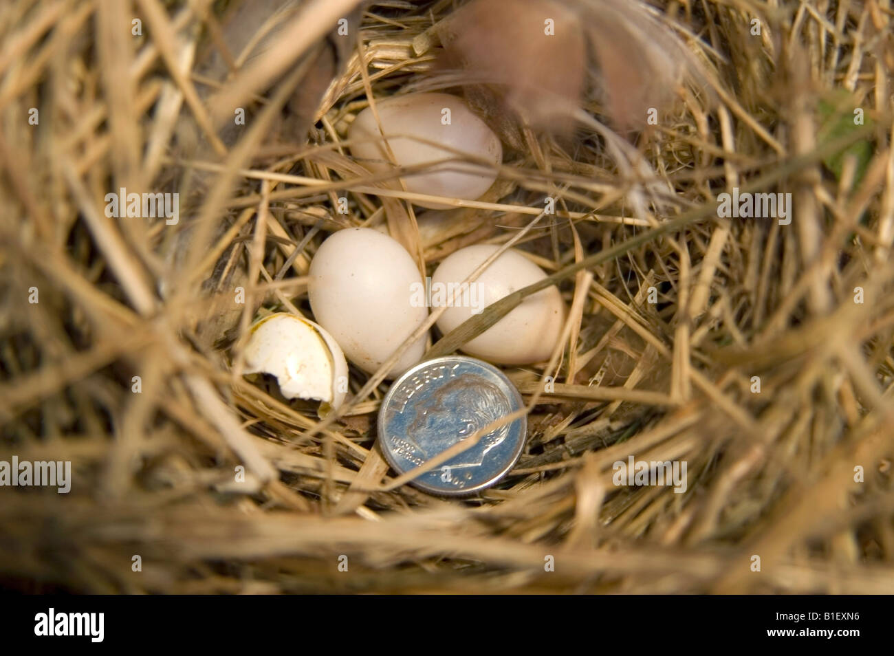 Fabrication Nid D'hirondelles Avec Boites A Oeufs