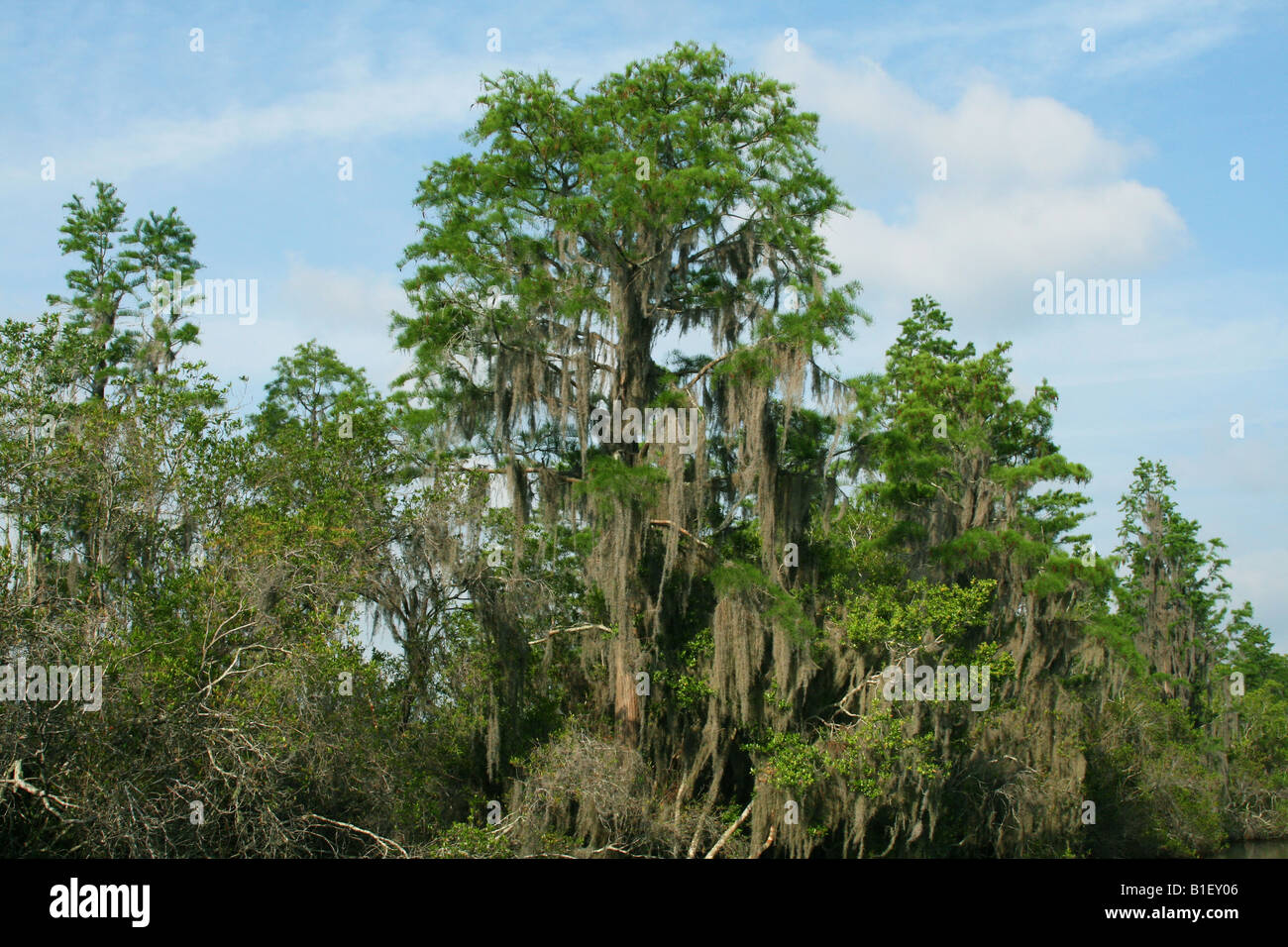 Cyprès et mousse espagnole Tillandsia usneoides Okefenokee National Wildlife Refuge près de Folkston Georgia USA Banque D'Images