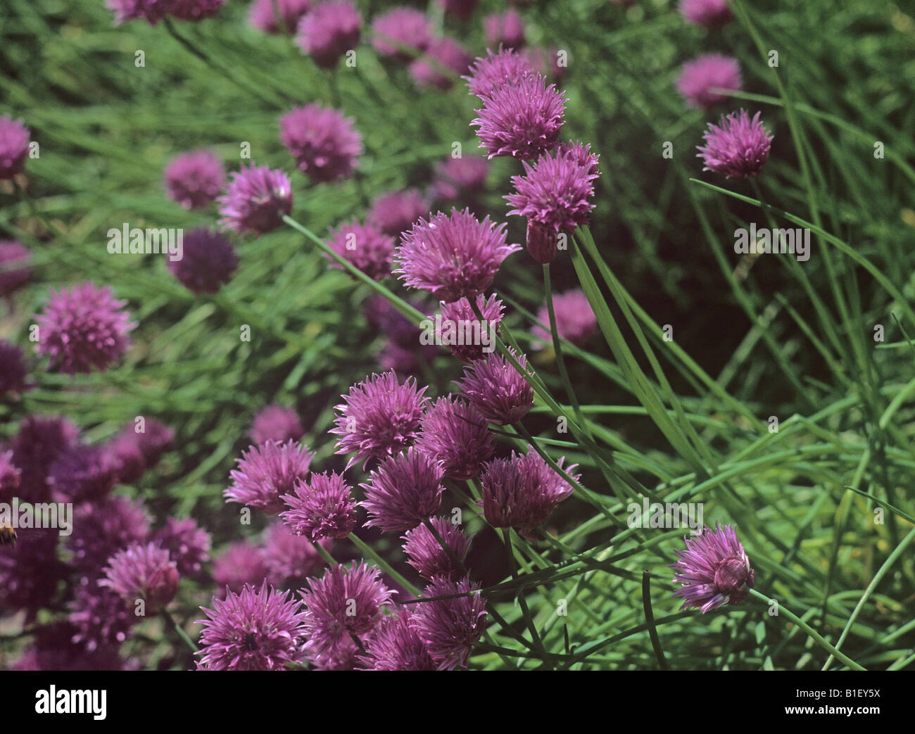 Fleurs de ciboulette Alium schoenoprasum Banque D'Images